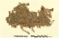 藏品(泥炭苔屬)的圖片